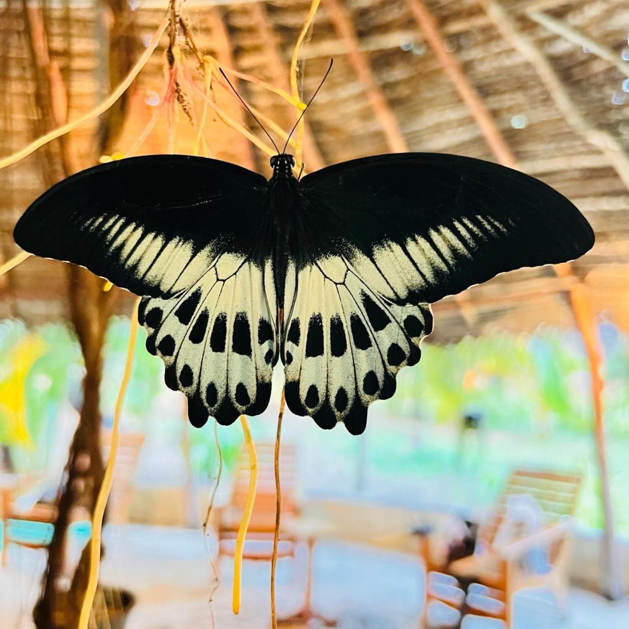 Sasvi Cabana Trincomalee Exteriör bild